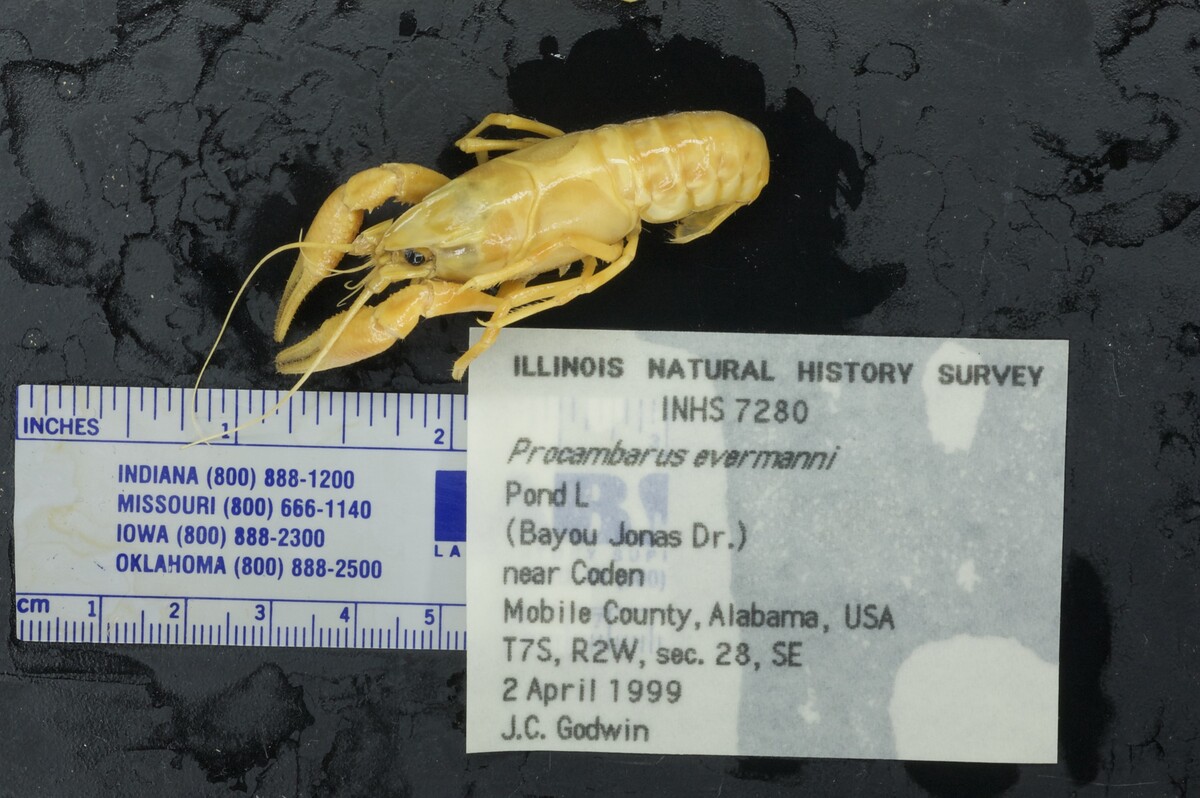 Procambarus evermanni image